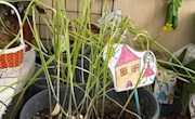小蒜叶大发现