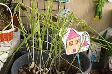 小蒜叶大发现